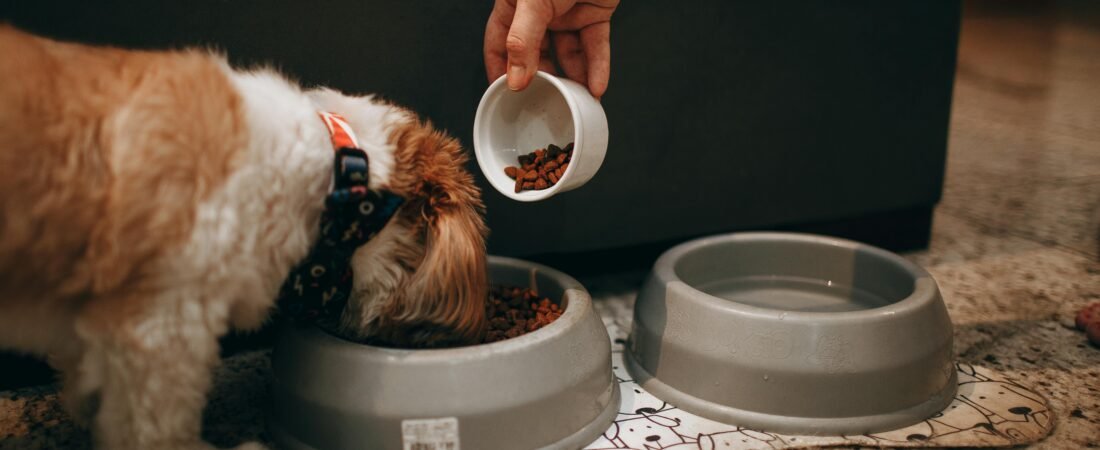 O que cachorro pode comer além da ração?