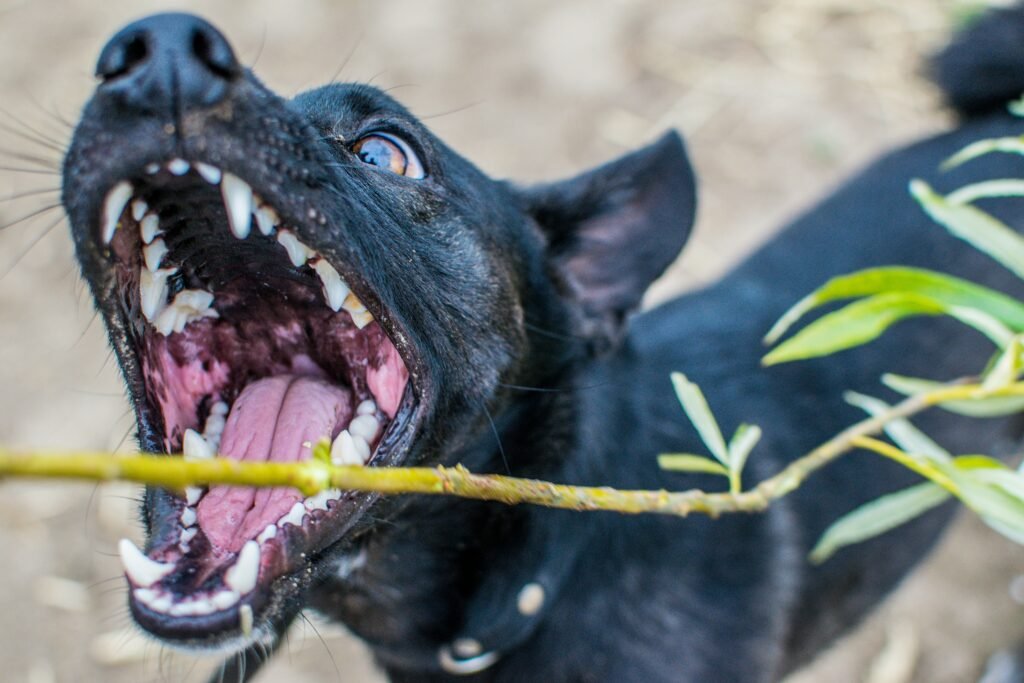 cachorro preto com a boca aberta e um galho